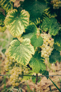 Close-up of fruits growing on plant