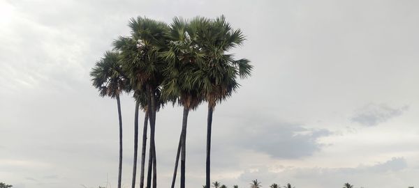Low angle view of coconut palm tree against sky