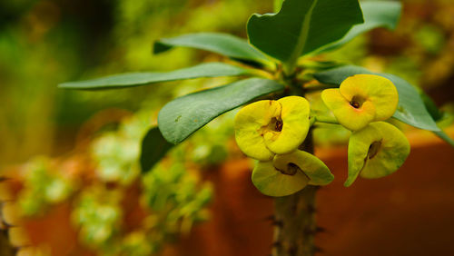 Close-up of yellow flowering plant