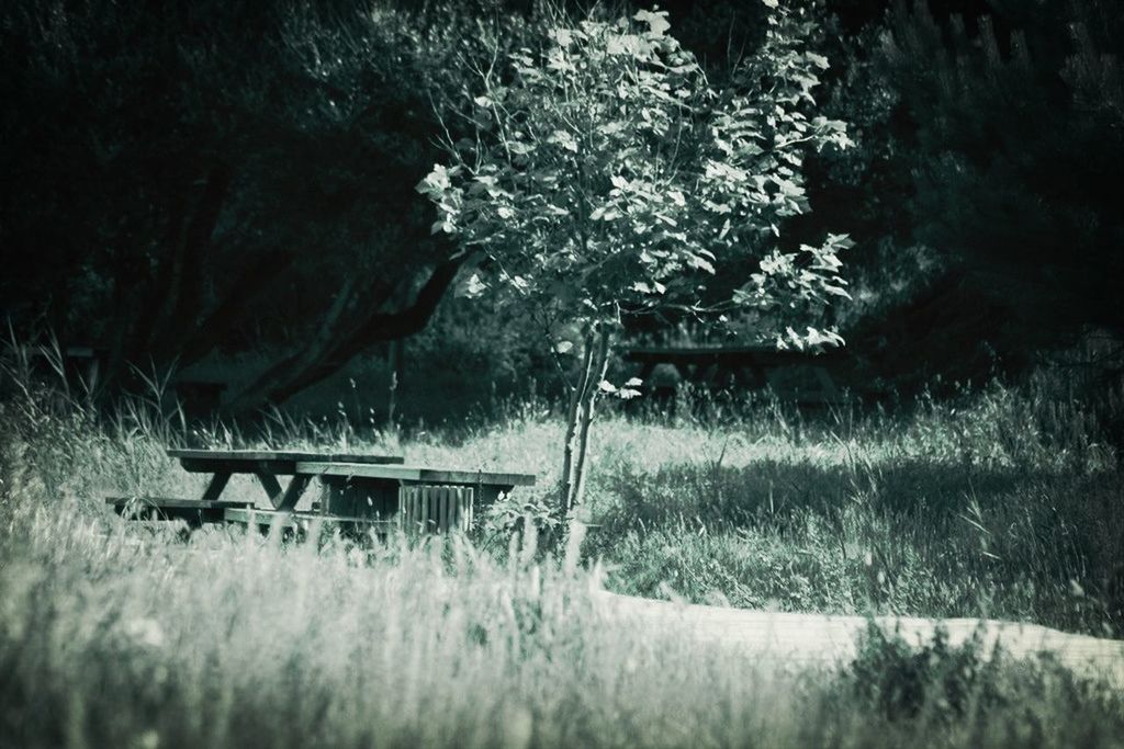 tree, grass, field, tranquility, growth, tranquil scene, nature, built structure, house, plant, landscape, grassy, bench, beauty in nature, architecture, outdoors, branch, no people, day, scenics