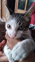 Close-up portrait of cat relaxing on hand