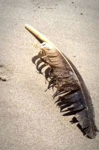 Close-up of crab on sand