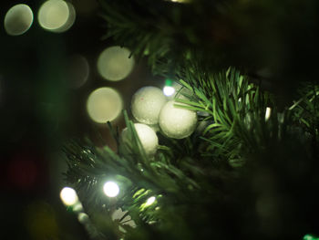 Close-up of christmas tree