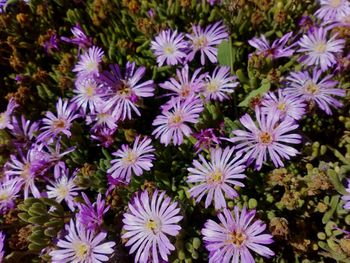 High angle view of purple flowering plants