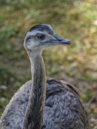 Close-up of a bird looking away