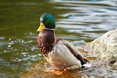 Close-up of mallard ducks swimming in lake