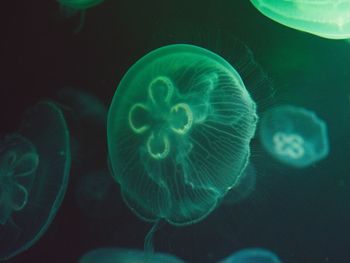 Close-up of jellyfish swimming in sea