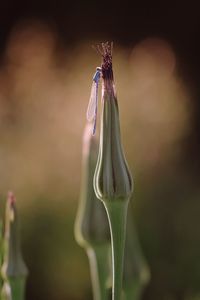 Close-up of dragonfly on bud