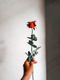 Close-up of woman hand holding rose against wall at home