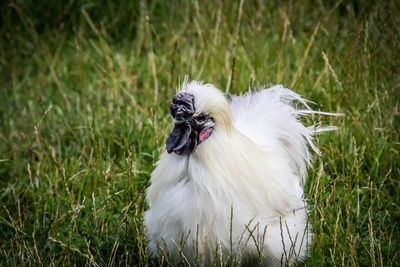 High angle view of dog on field