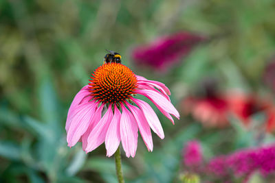 Close-up of butterfly on pink flower