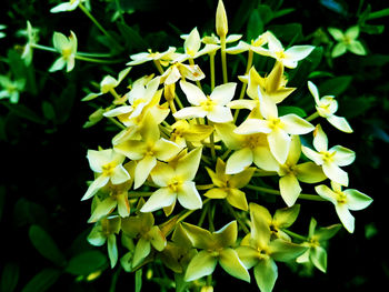 Close-up of yellow flowering plant in park