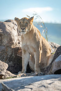 Big cat on rock against sky