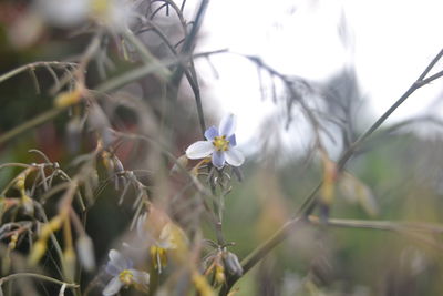 Close-up of white flowering plants