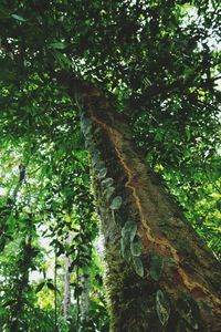 Low angle view of trees in forest