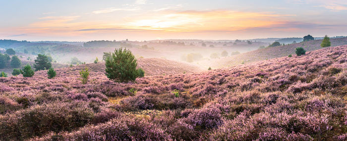 At the end of august the heather turns beautiful purple every year. this produces magical images.