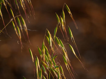 Close-up of crops growing on field