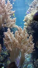 Low section of man standing by coral in aquarium