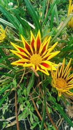 Close-up of yellow flowers blooming outdoors