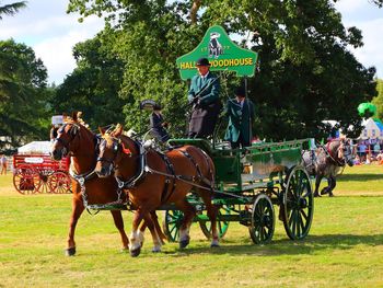 Horse cart in park