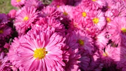 Close-up of pink dahlia flowers