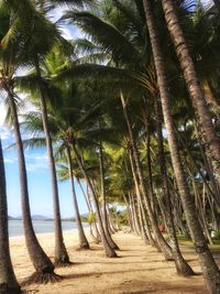 Palm trees on beach against sky