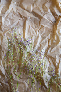 High angle view of flowering plants