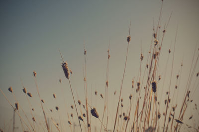 Low angle view of plants against clear sky