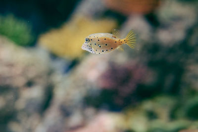 Close-up of fish swimming in sea