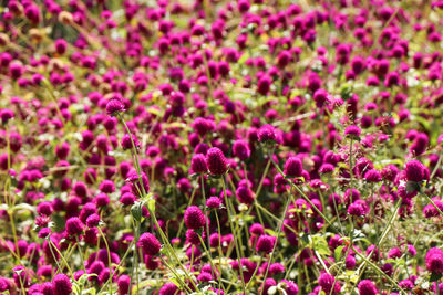 Close-up of purple flowering plants on field