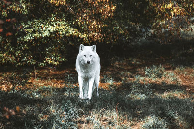 Dog standing on grassy field