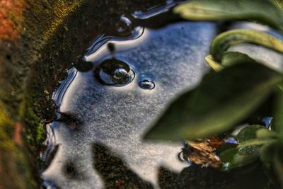 Close-up of wet plant