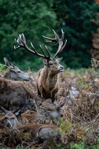 Dominant stag 