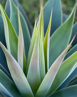 Close-up of succulent plant