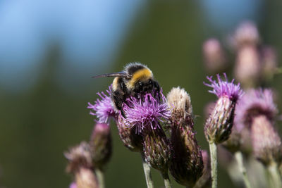 Close-up of bee pollinating on purple flower