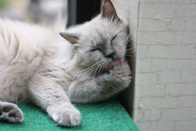 Close-up of cat sleeping