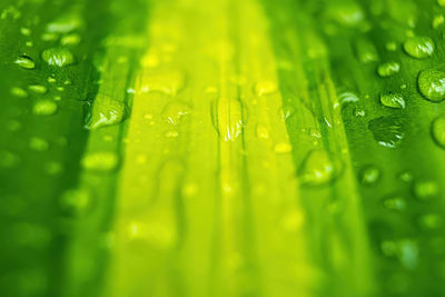 Full frame shot of wet green leaves