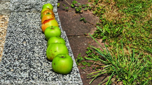 High angle view of green fruit on plant