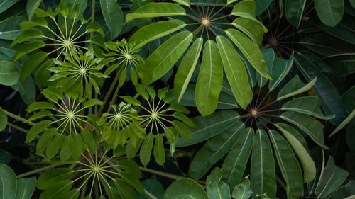 Full frame shot of flowering plant