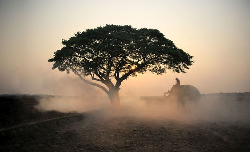 Silhouette tree on field against sky