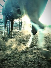 Low section of man with horse in water