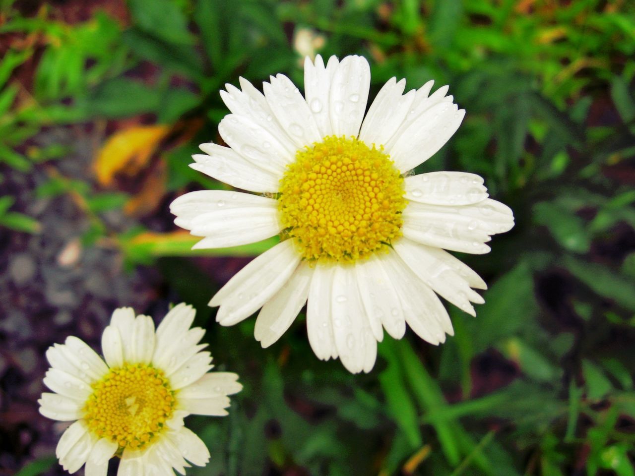 flower, petal, freshness, flower head, fragility, growth, yellow, beauty in nature, focus on foreground, daisy, white color, close-up, pollen, blooming, nature, plant, in bloom, field, day, outdoors