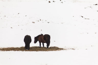 View of horses on snow covered land