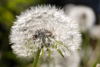 Close-up of dandelion flower