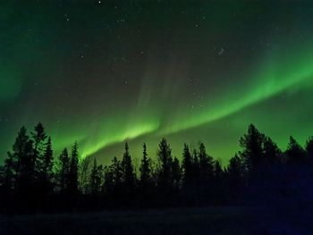 Low angle view of silhouette trees against aurora polaris
