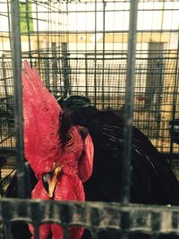 Close-up of rooster in cage at barn