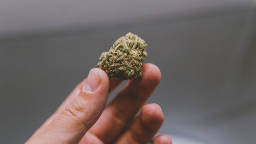 Close-up of hand holding cannabis