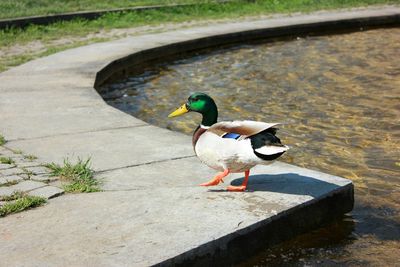 Bird perching on a lake