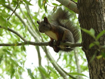 Low angle view of squirrel on tree