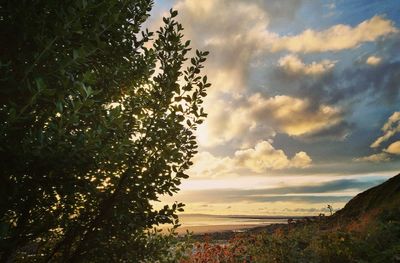 Tree by sea against sky during sunset